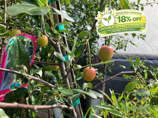 Romeo Cherry Tree- Tree for sale, Grown in Grande Prairie -Braeheid Gardens Ltd. on Emerson Trail