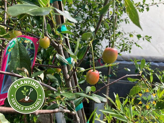 Romeo Cherry Tree- Tree for sale, Grown in Grande Prairie -Braeheid Gardens Ltd. on Emerson Trail