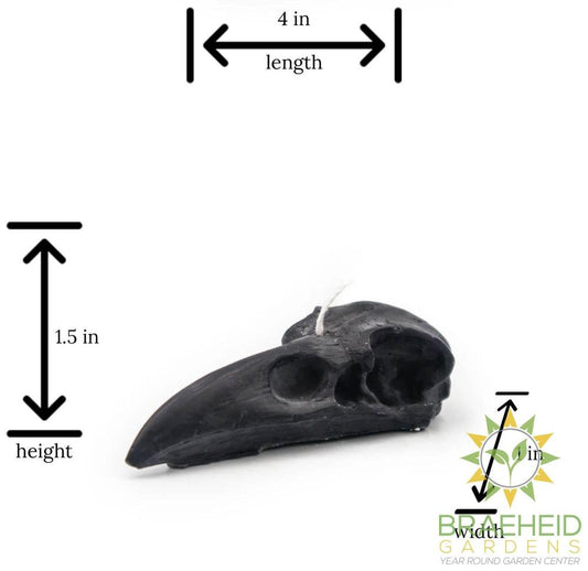 RAVEN SKULL | PILLAR CANDLE
