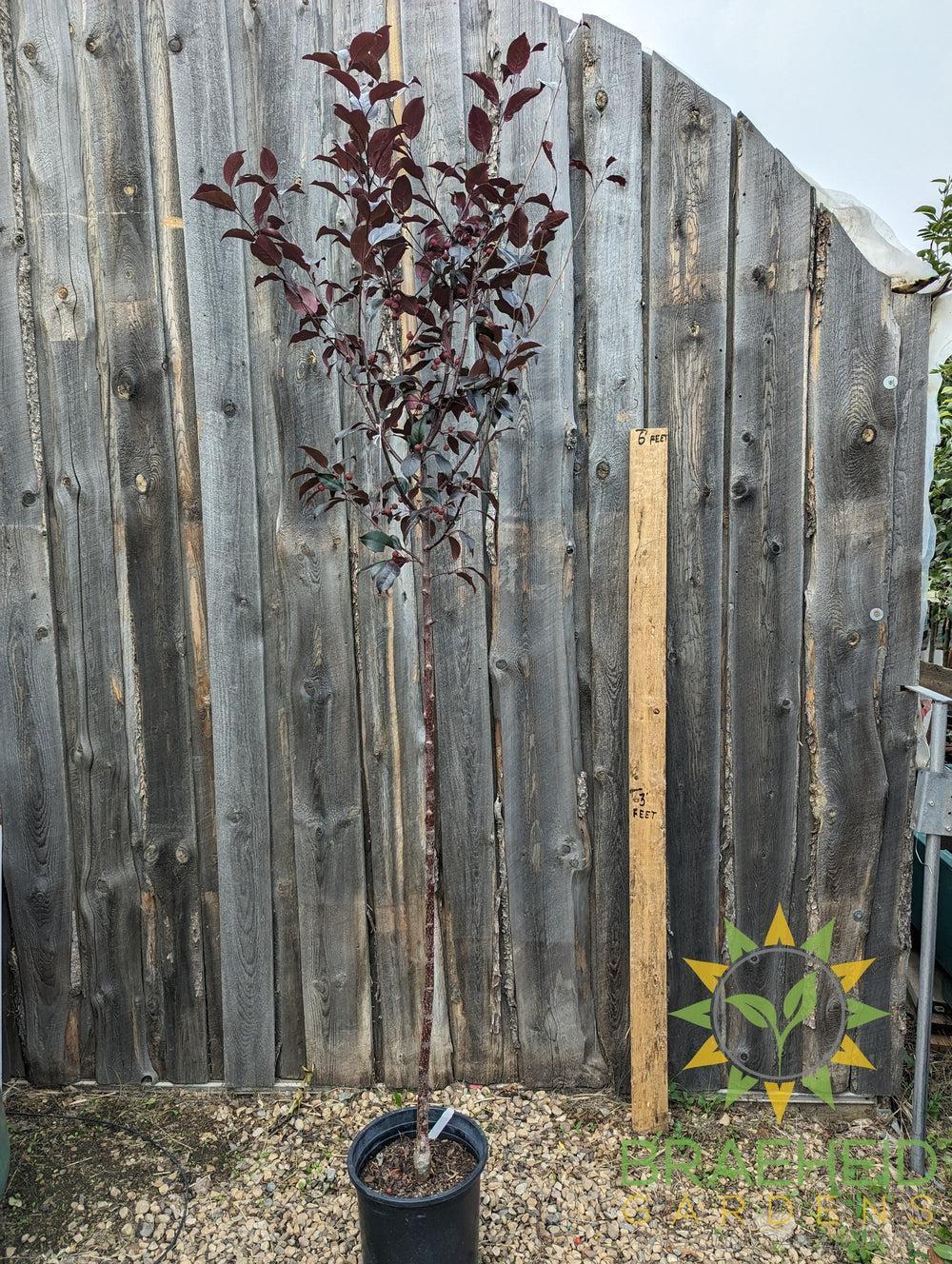 Gladiator® Rosybloom Crabapple- Tree for sale, Grown in Grande Prairie -Braeheid Gardens Ltd. on Emerson Trail