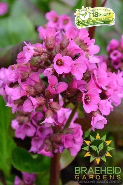 Heartleaf Bergenia