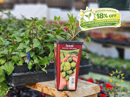 Kiwi Issai-Actinidia
