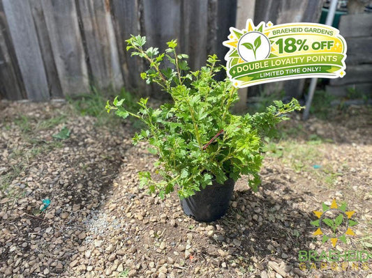 Buy Native Gooseberry an Edible Shrub in Grande Prairie Alberta - Braeheid Gardens Ltd.