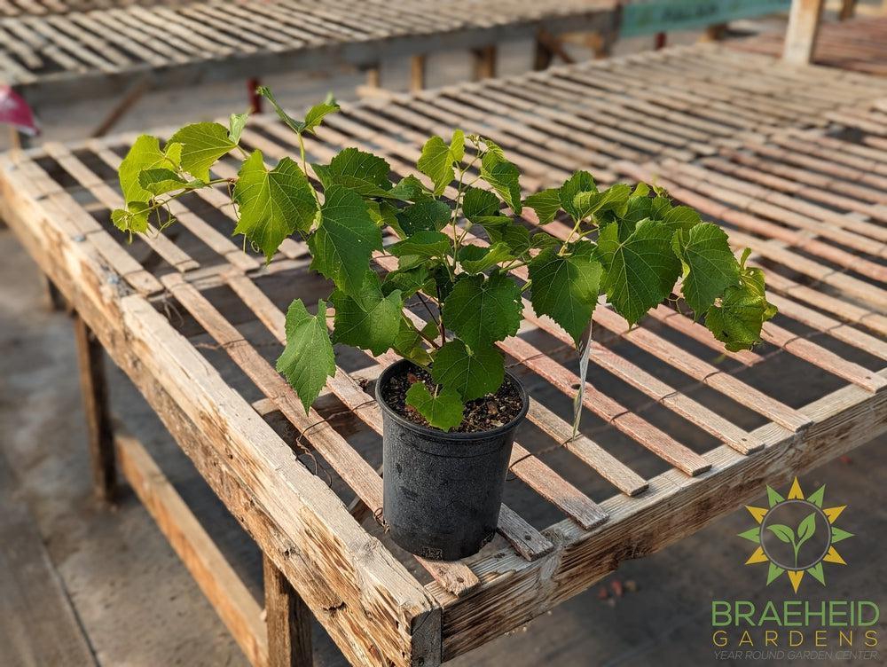 Buy Beta Grape an Vine in Grande Prairie Alberta - Braeheid Gardens Ltd.