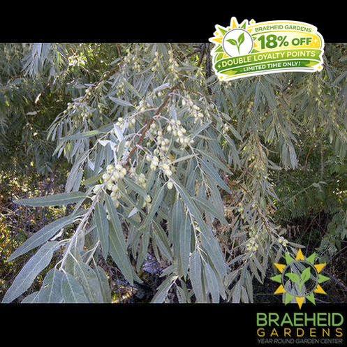 Russian Olive Tree- Tree for sale, Grown in Grande Prairie -Braeheid Gardens Ltd. on Emerson Trail