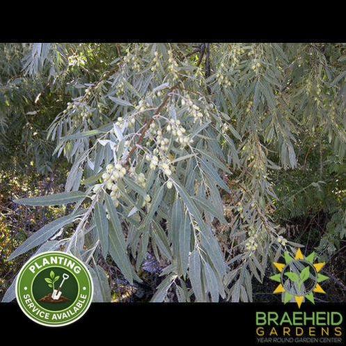Russian Olive Tree- Tree for sale, Grown in Grande Prairie -Braeheid Gardens Ltd. on Emerson Trail