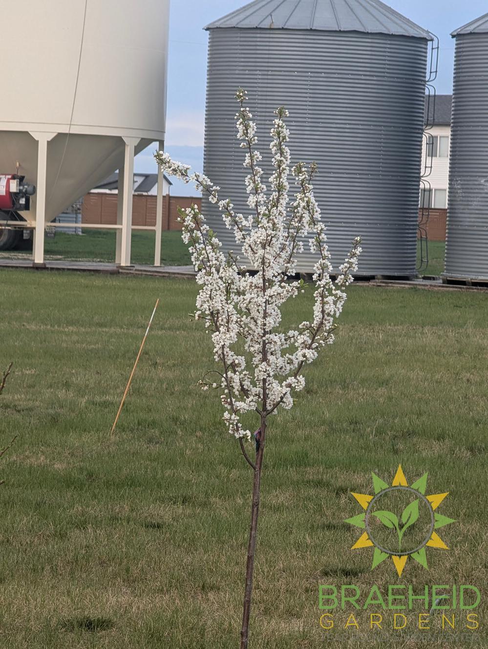 Brookred Plum