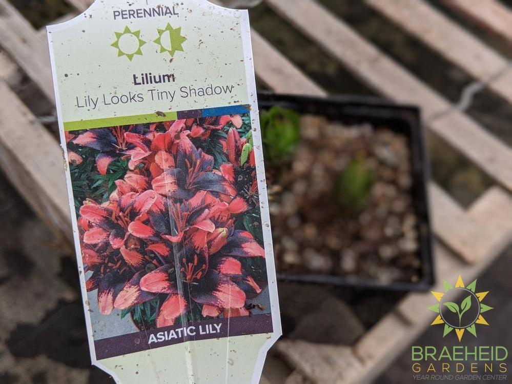 Asiatic Lily 'Lily Looks Tiny Shadow' - NO SHIP -