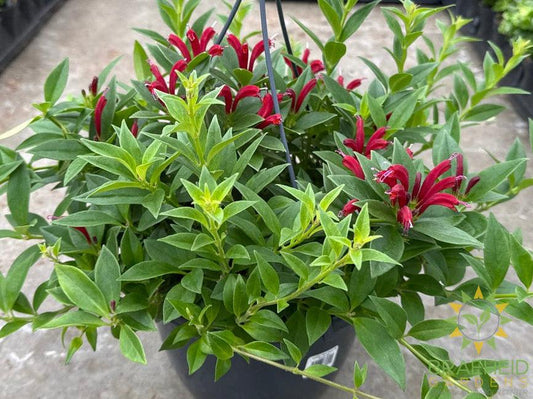 Lipstick Purple Star Hanging Basket