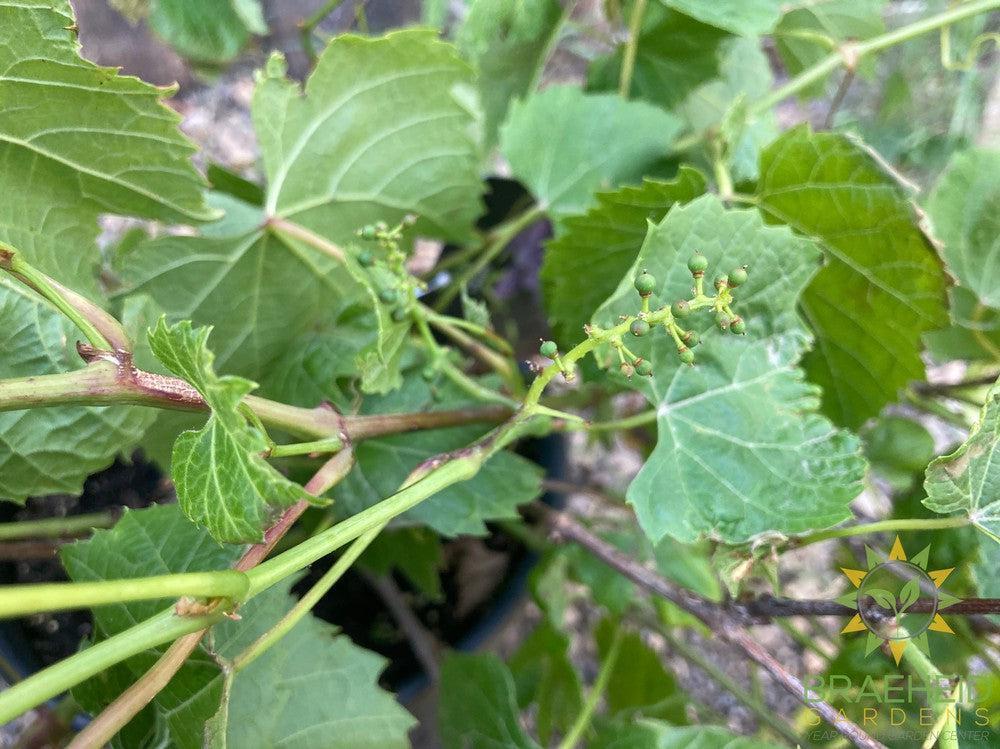 Buy Beta Grape an Vine in Grande Prairie Alberta - Braeheid Gardens Ltd.