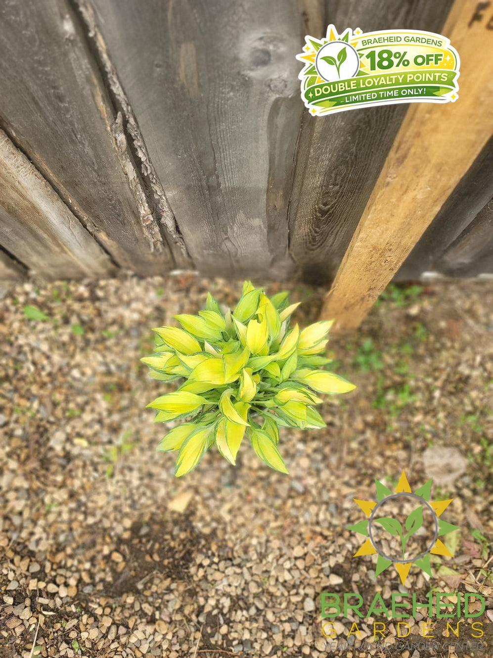 Hosta 'June' -NO SHIP -