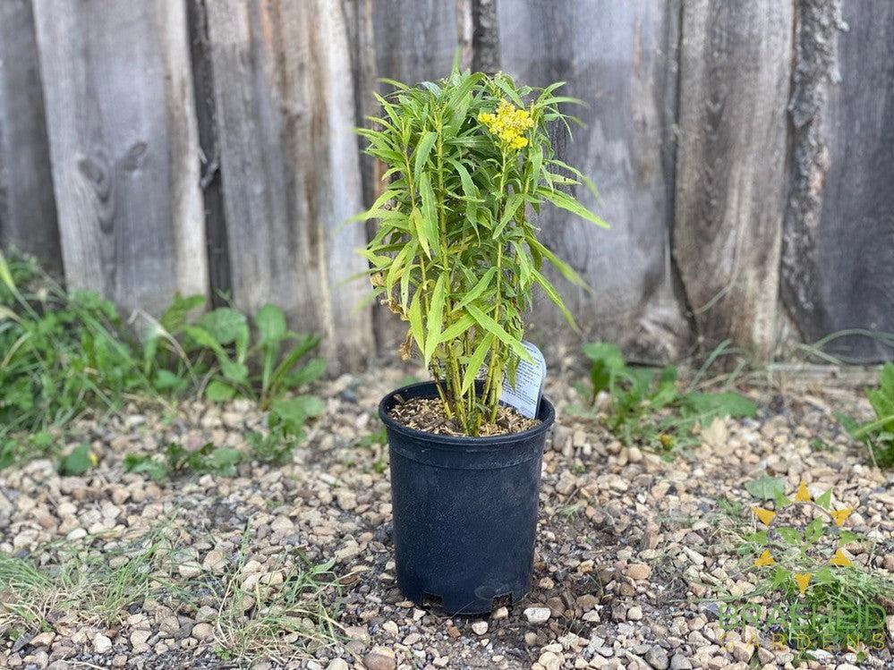Little Lemon Goldenrod - NO SHIP