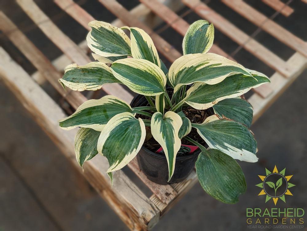 Blue Ivory Hosta - NO SHIP