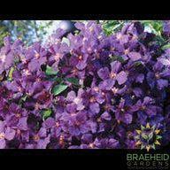 Jackmanii Superba Clematis