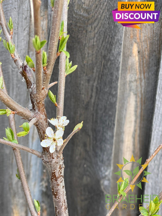 Tecumseh Plum