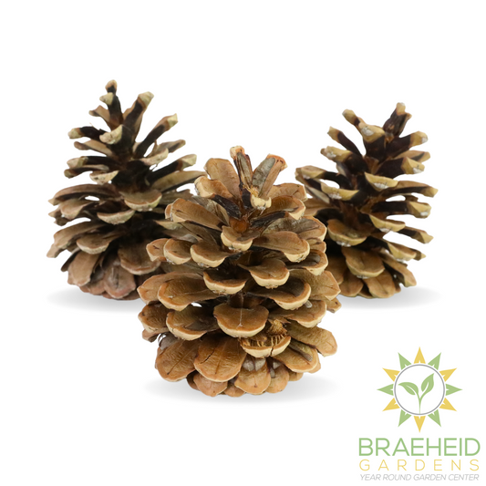 Pinecones - Natural & Frosted