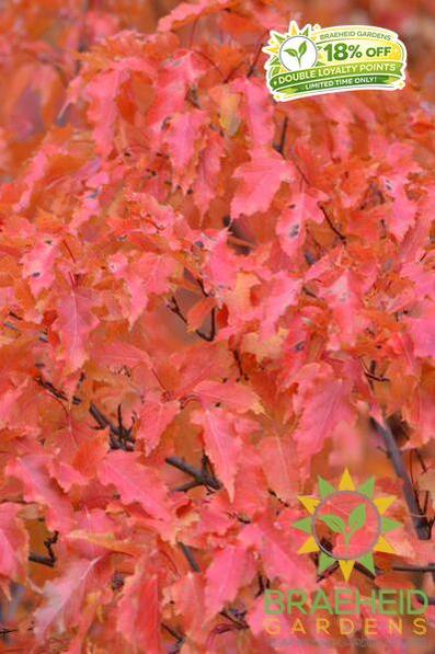 Amur Maple Shrub