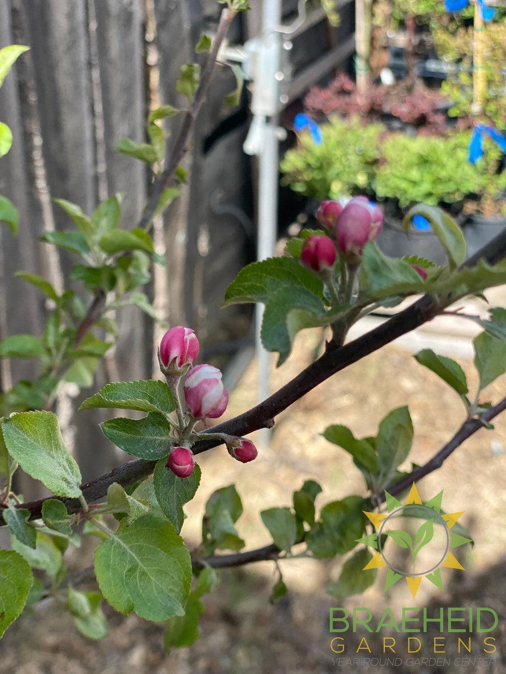 Dexter Jackson Apple- Tree for sale, Grown in Grande Prairie -Braeheid Gardens Ltd. on Emerson Trail