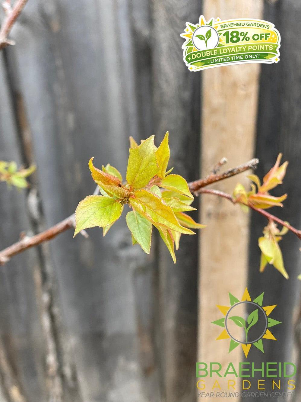 Casino™ Apricot- Tree for sale, Grown in Grande Prairie -Braeheid Gardens Ltd. on Emerson Trail