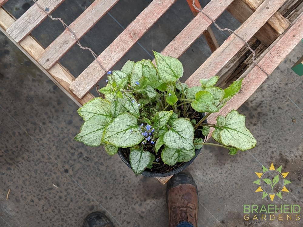 Looking Glass Brunnera
