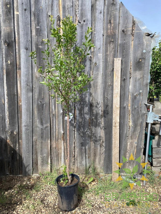 Sapalta Cherry-Plum- Tree for sale, Grown in Grande Prairie -Braeheid Gardens Ltd. on Emerson Trail