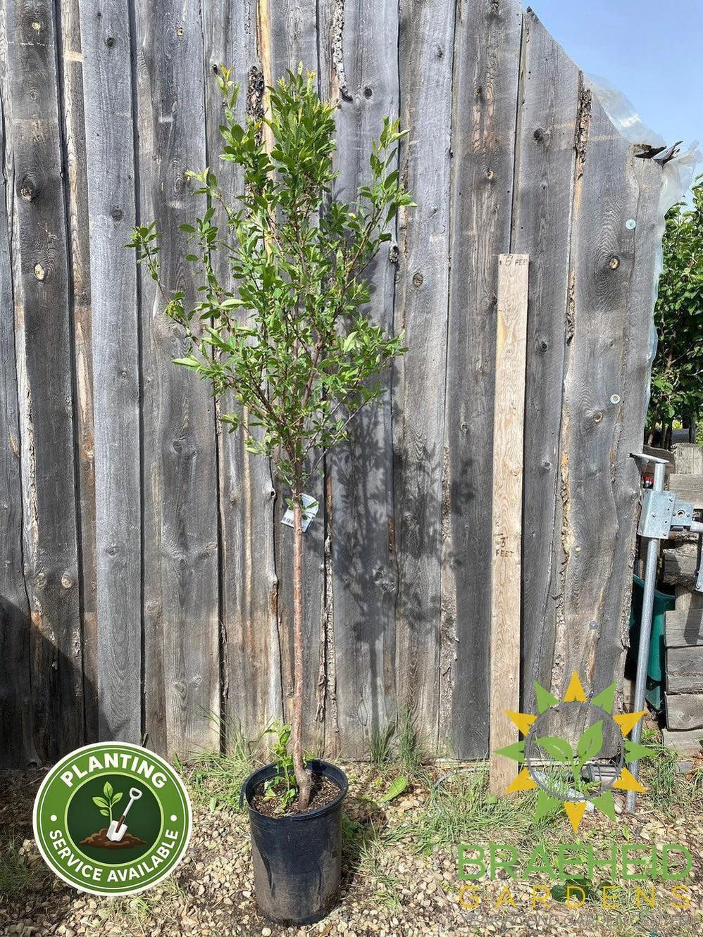 Sapalta Cherry-Plum- Tree for sale, Grown in Grande Prairie -Braeheid Gardens Ltd. on Emerson Trail