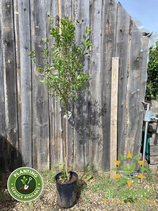 Sapalta Cherry-Plum- Tree for sale, Grown in Grande Prairie -Braeheid Gardens Ltd. on Emerson Trail