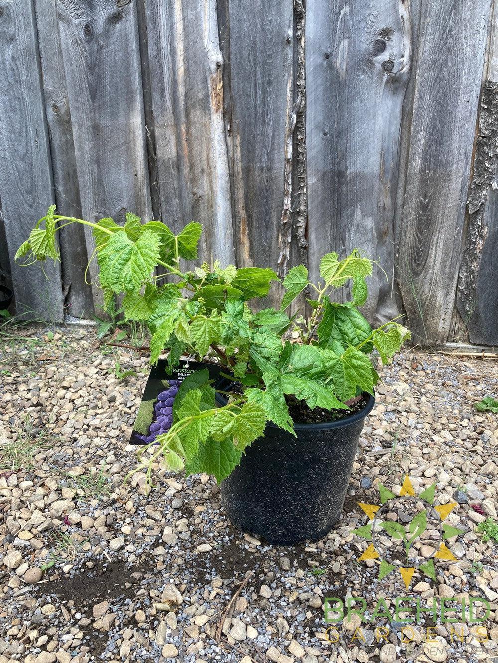 Buy Valiant Grape an Vine in Grande Prairie Alberta - Braeheid Gardens Ltd.