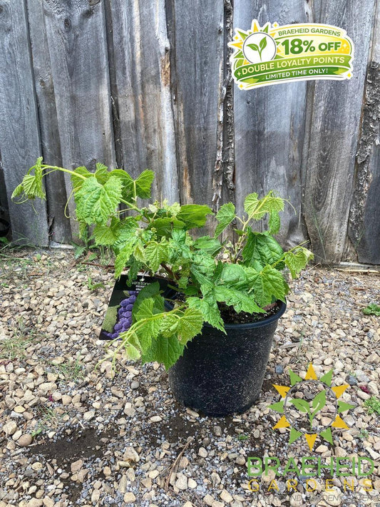 Buy Valiant Grape an Vine in Grande Prairie Alberta - Braeheid Gardens Ltd.