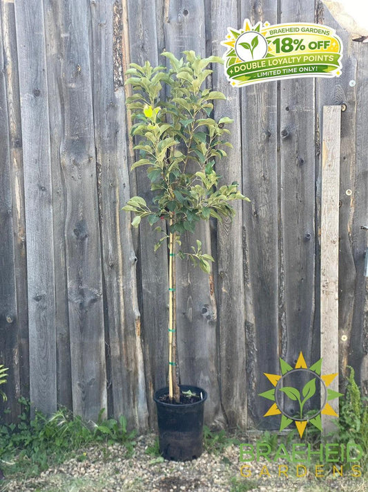 Norkent Apple- Tree for sale, Grown in Grande Prairie -Braeheid Gardens Ltd. on Emerson Trail