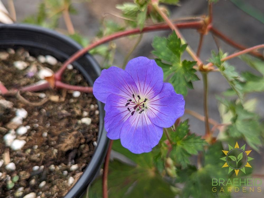 Geranium 'Rozanne'