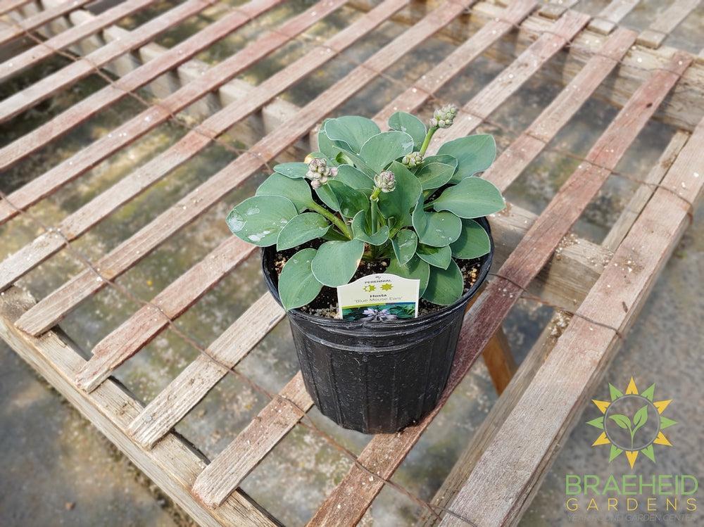 Hosta 'Blue Mouse Ears' -NO SHIP -
