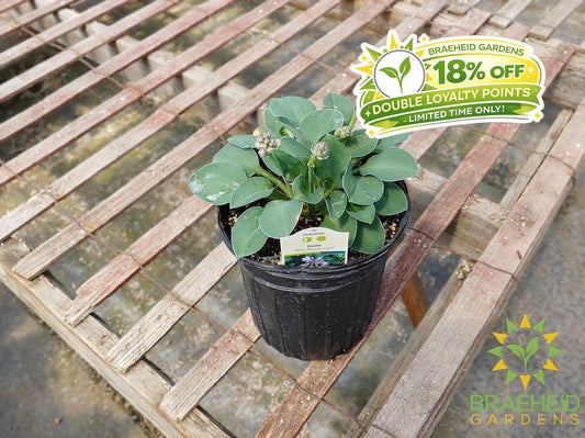 Hosta 'Blue Mouse Ears' -NO SHIP -