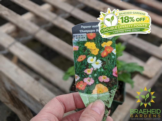 Iceland Poppy 'Champagne Bubbles' - NO SHIP -