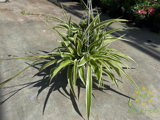 Variegated Spider Plant Hanging Basket