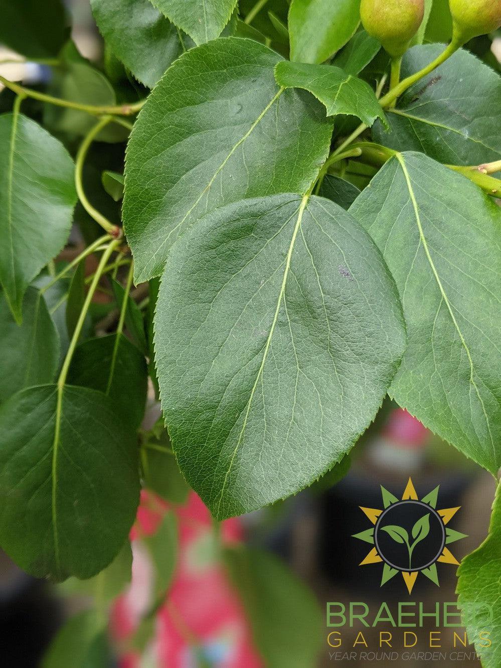 Golden Spice Pear- Tree for sale, Grown in Grande Prairie -Braeheid Gardens Ltd. on Emerson Trail