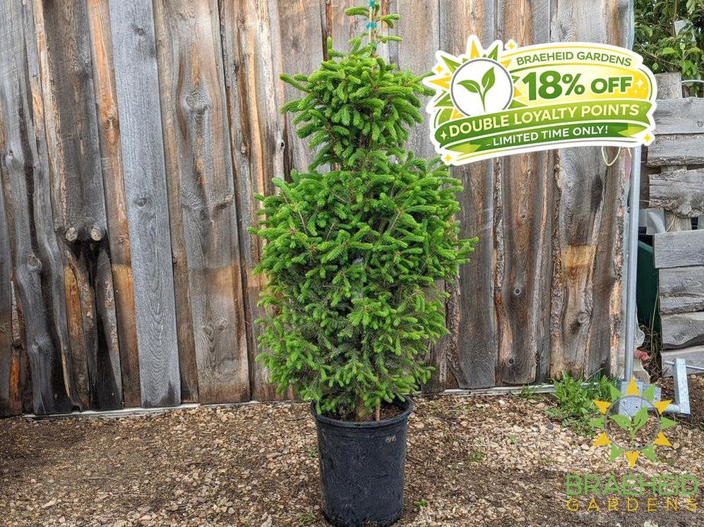 Black Hills Spruce- Tree for sale, Grown in Grande Prairie -Braeheid Gardens Ltd. on Emerson Trail