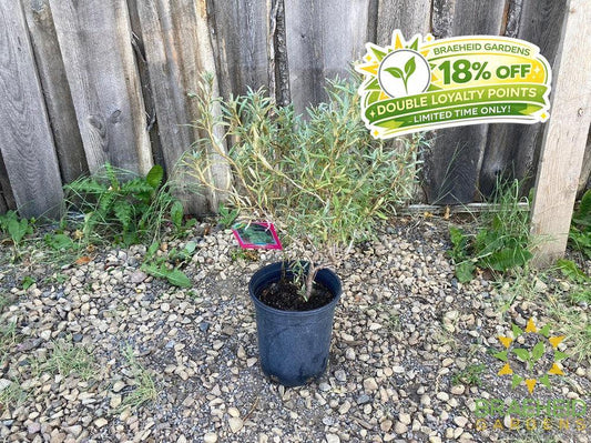 Male Sea Buckthorn