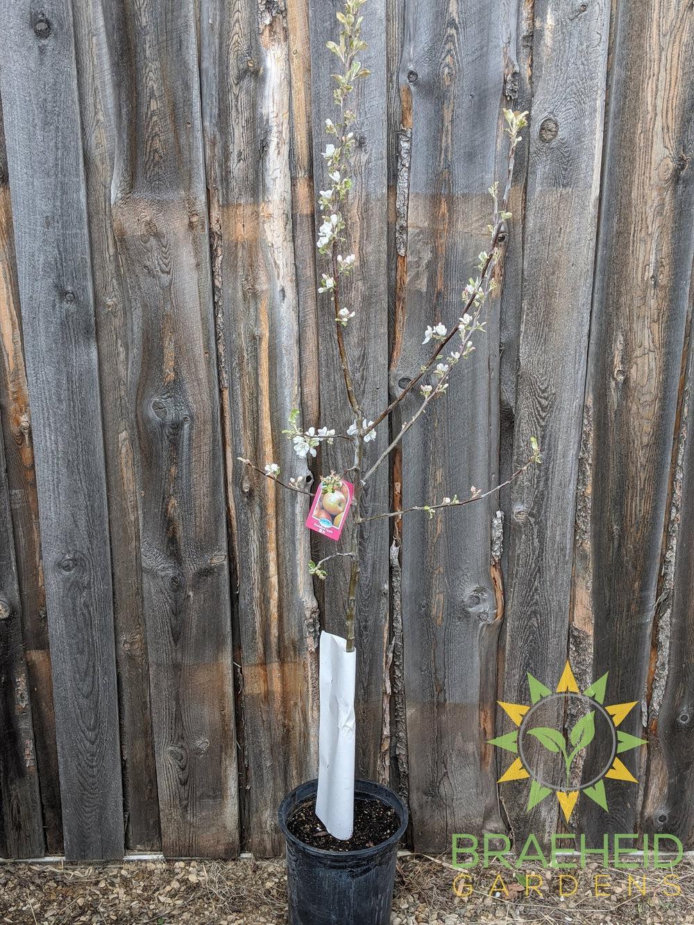 Battleford Apple- Tree for sale, Grown in Grande Prairie -Braeheid Gardens Ltd. on Emerson Trail