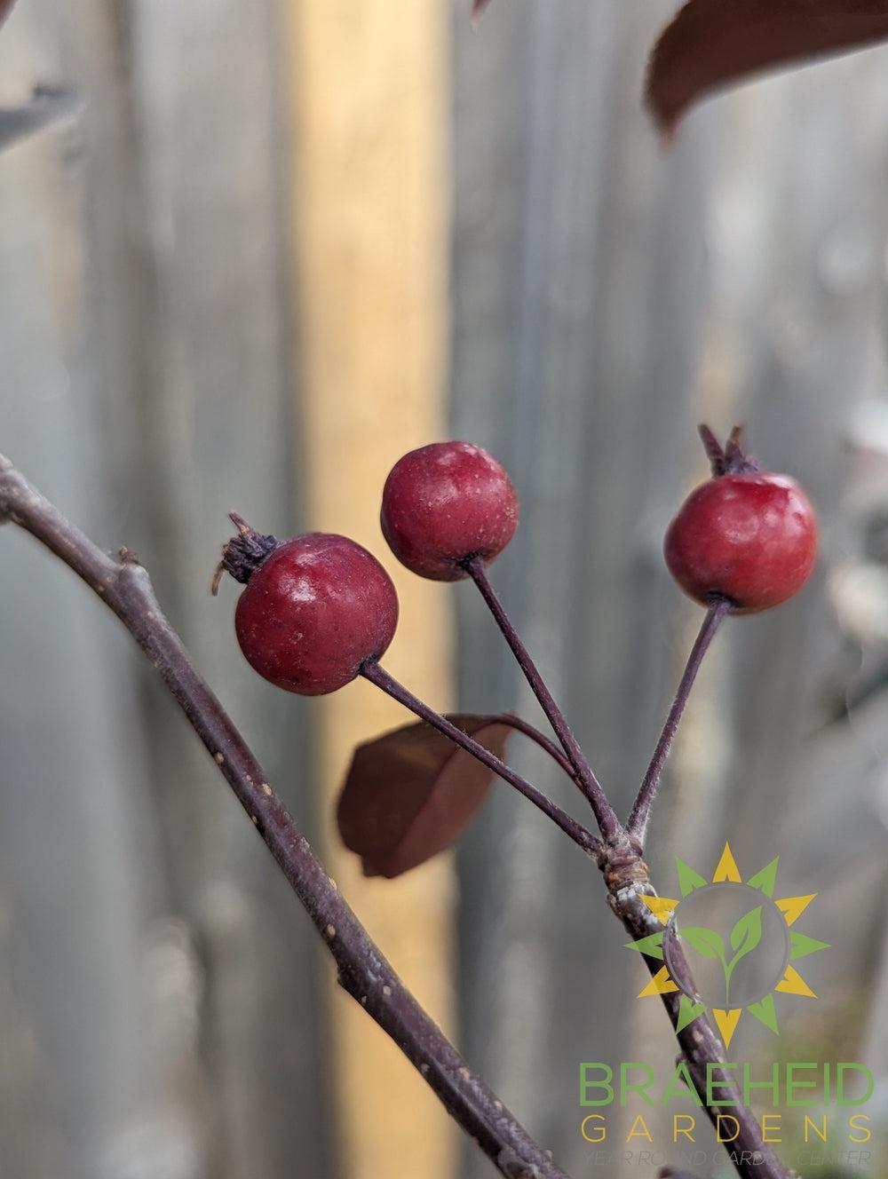 Gladiator® Rosybloom Crabapple- Tree for sale, Grown in Grande Prairie -Braeheid Gardens Ltd. on Emerson Trail