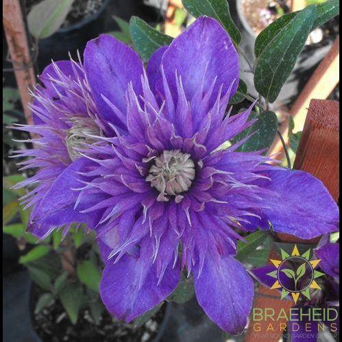 Multi Blue Clematis