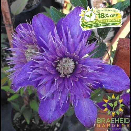 Multi Blue Clematis