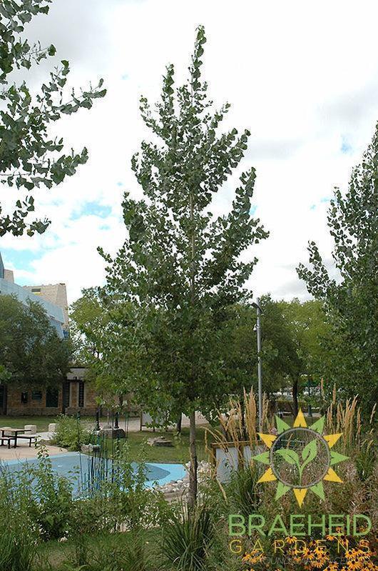 Okanese Poplar- Tree for sale, Grown in Grande Prairie -Braeheid Gardens Ltd. on Emerson Trail