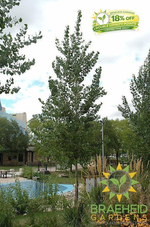Okanese Poplar- Tree for sale, Grown in Grande Prairie -Braeheid Gardens Ltd. on Emerson Trail