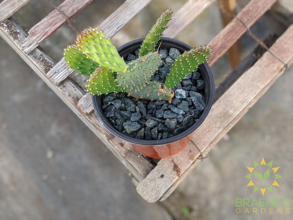 Opuntia 'American Beauty' - Cold Hardy