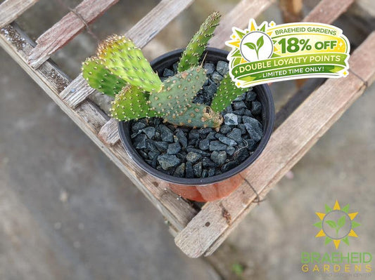 Opuntia 'American Beauty' - Cold Hardy