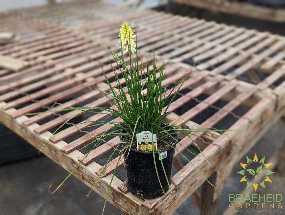 Kniphofia POCO 'Citron' - NO SHIP -