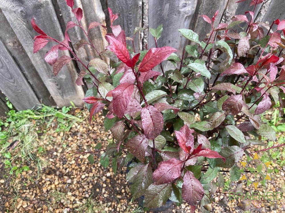 Purple Leaf Plum/Sand Cherry- Tree for sale, Grown in Grande Prairie -Braeheid Gardens Ltd. on Emerson Trail