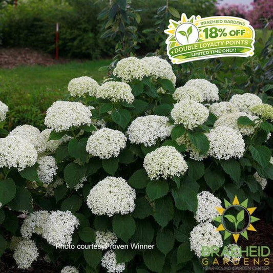 Invincibelle® Limetta® Hydrangea