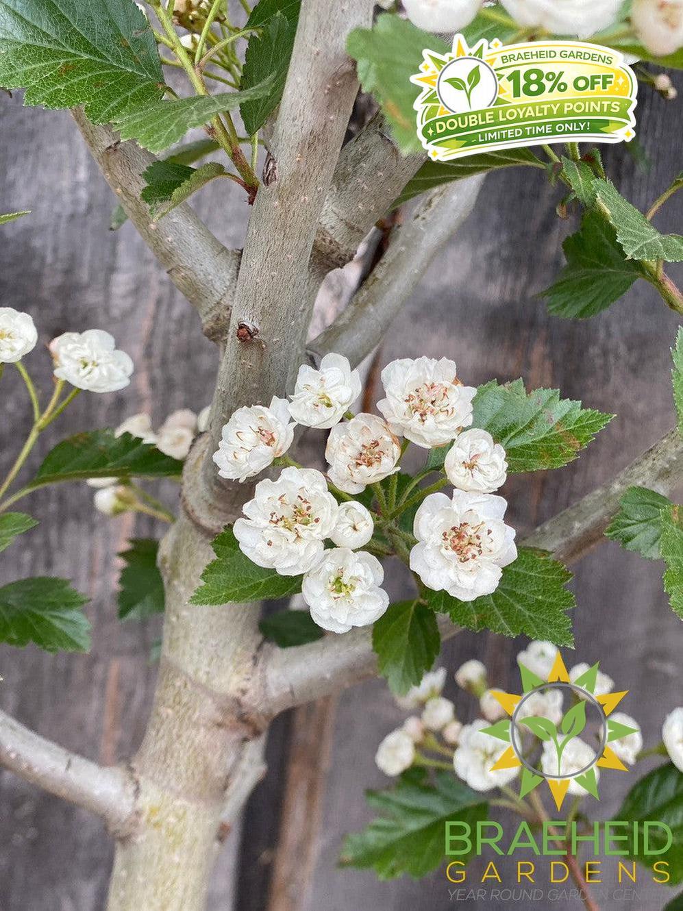 Snowbird Hawthorn- Tree for sale, Grown in Grande Prairie -Braeheid Gardens Ltd. on Emerson Trail